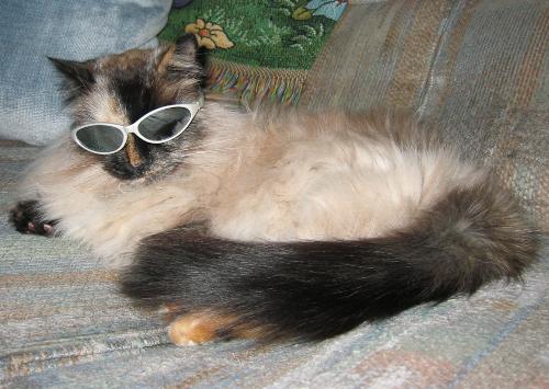 Cool Meowsers - Cool Cat!