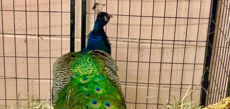 Peacock sighting in Philadelphia Pennsylvania
