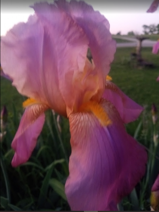 light purple iris