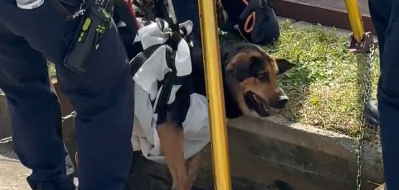 Firefighters rescue a dog that fell into a storm drain in April