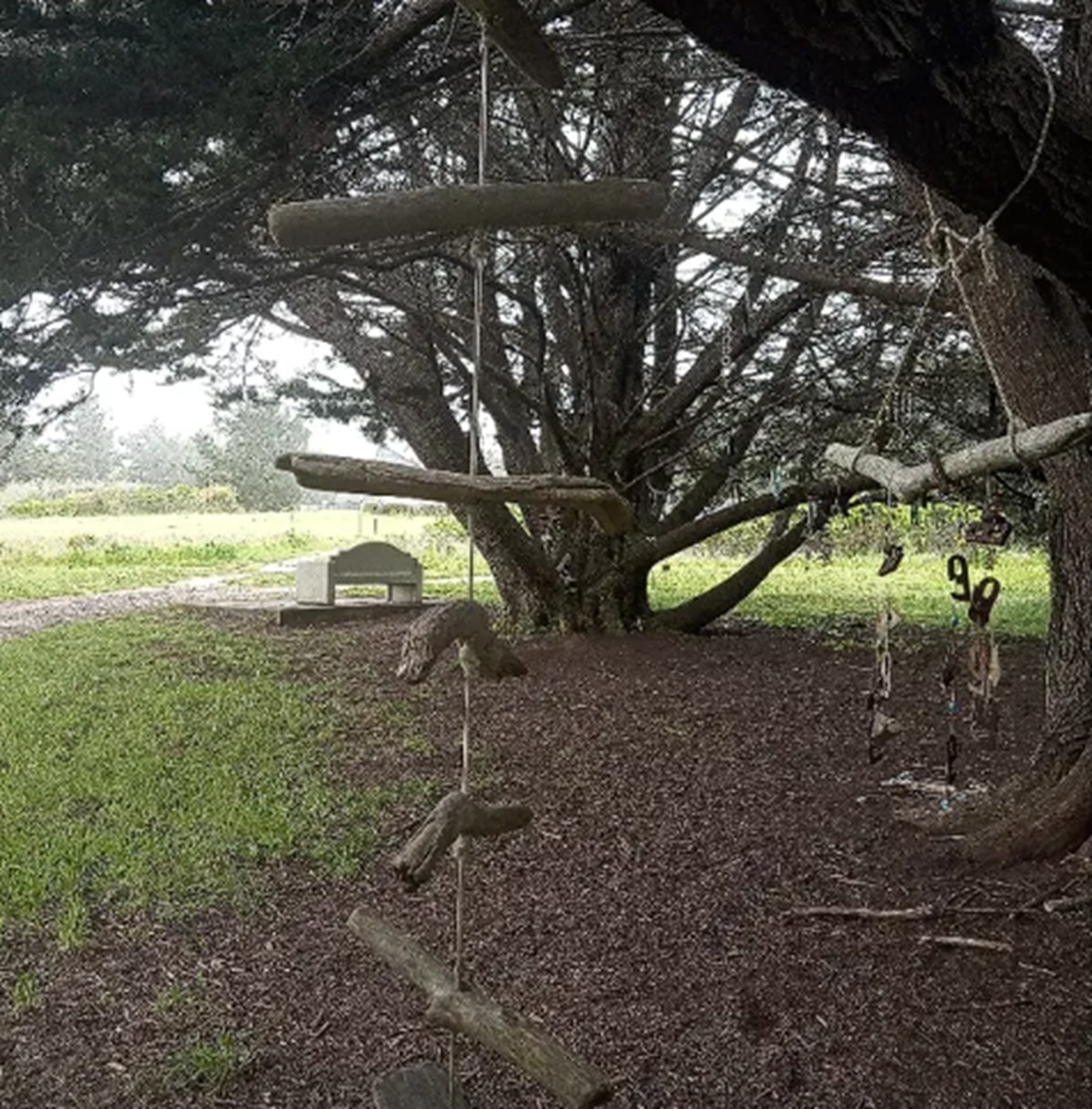 Photo #39 from Nicholas Green Memorial Tree