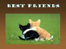 We are the best friends!!!!!!! - Two cats