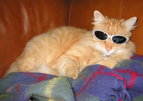 Cool Sherbie - Another Cool Cat!