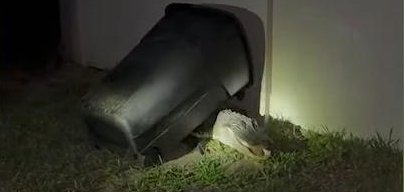 Alligator trapped by a gator trapper in Jacksonville Florida.