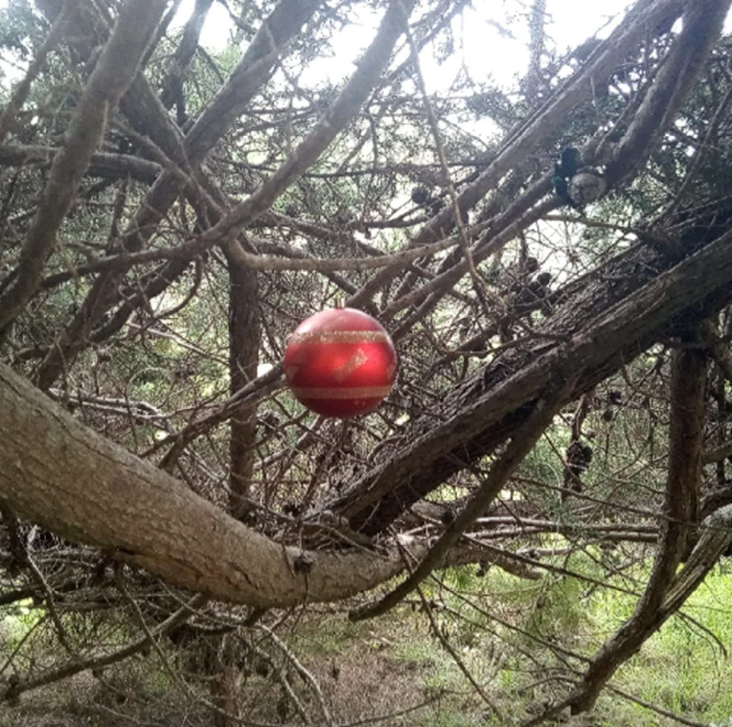 Photo #42 from Nicholas Green Memorial Tree