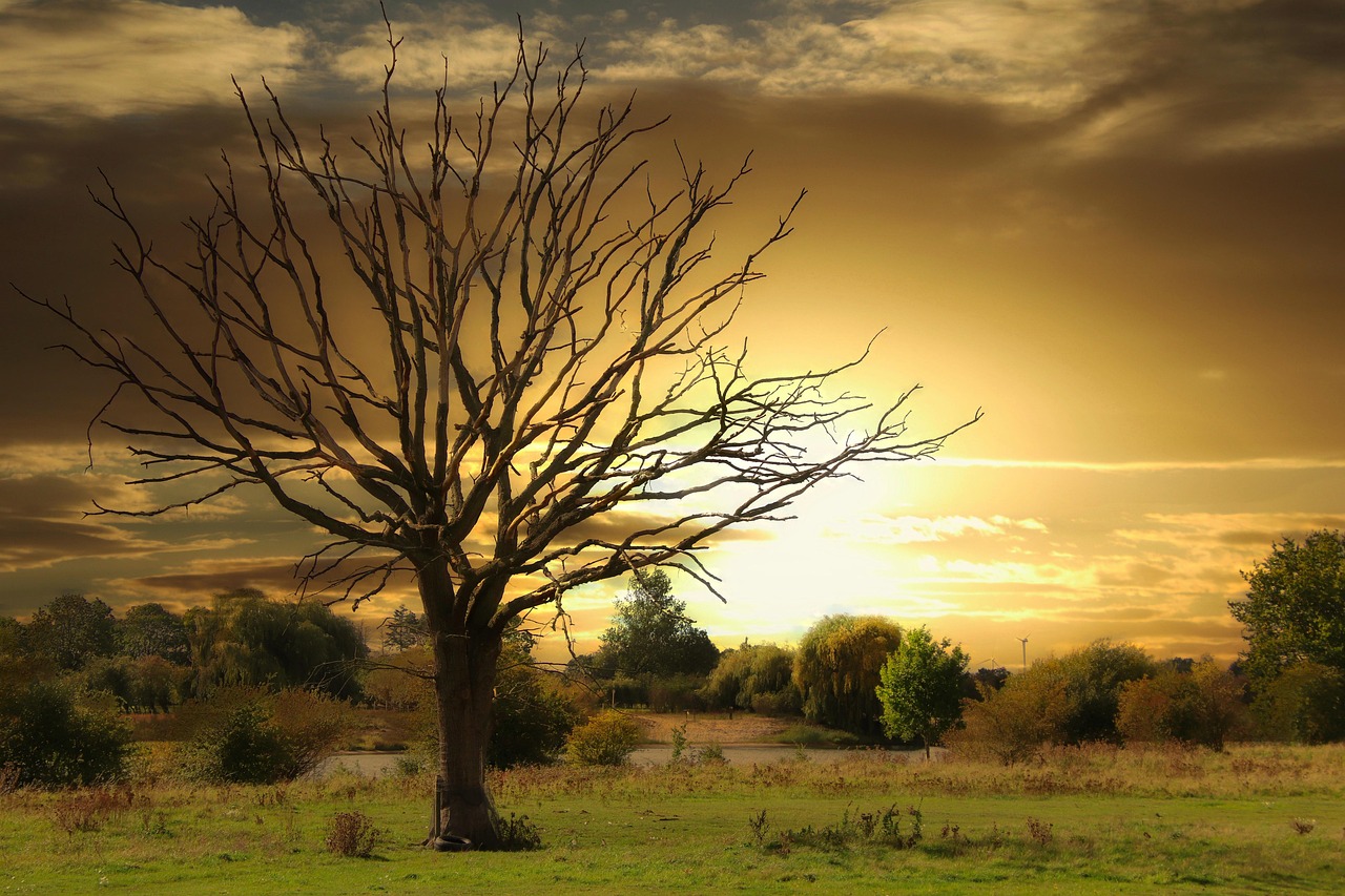 A dead tree does not kill the grass around it too