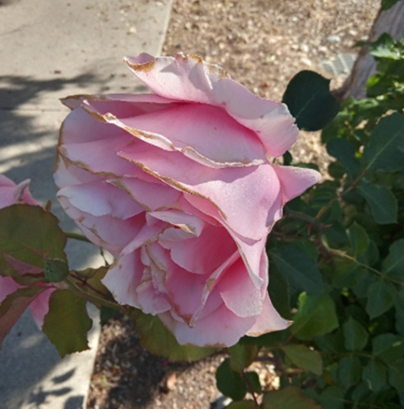 Photo I took of a rose while waiting in the food bank line. 
