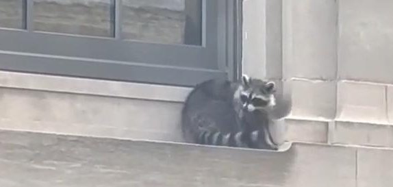 Raccoon on a ledge in Huntington West Virginia. 