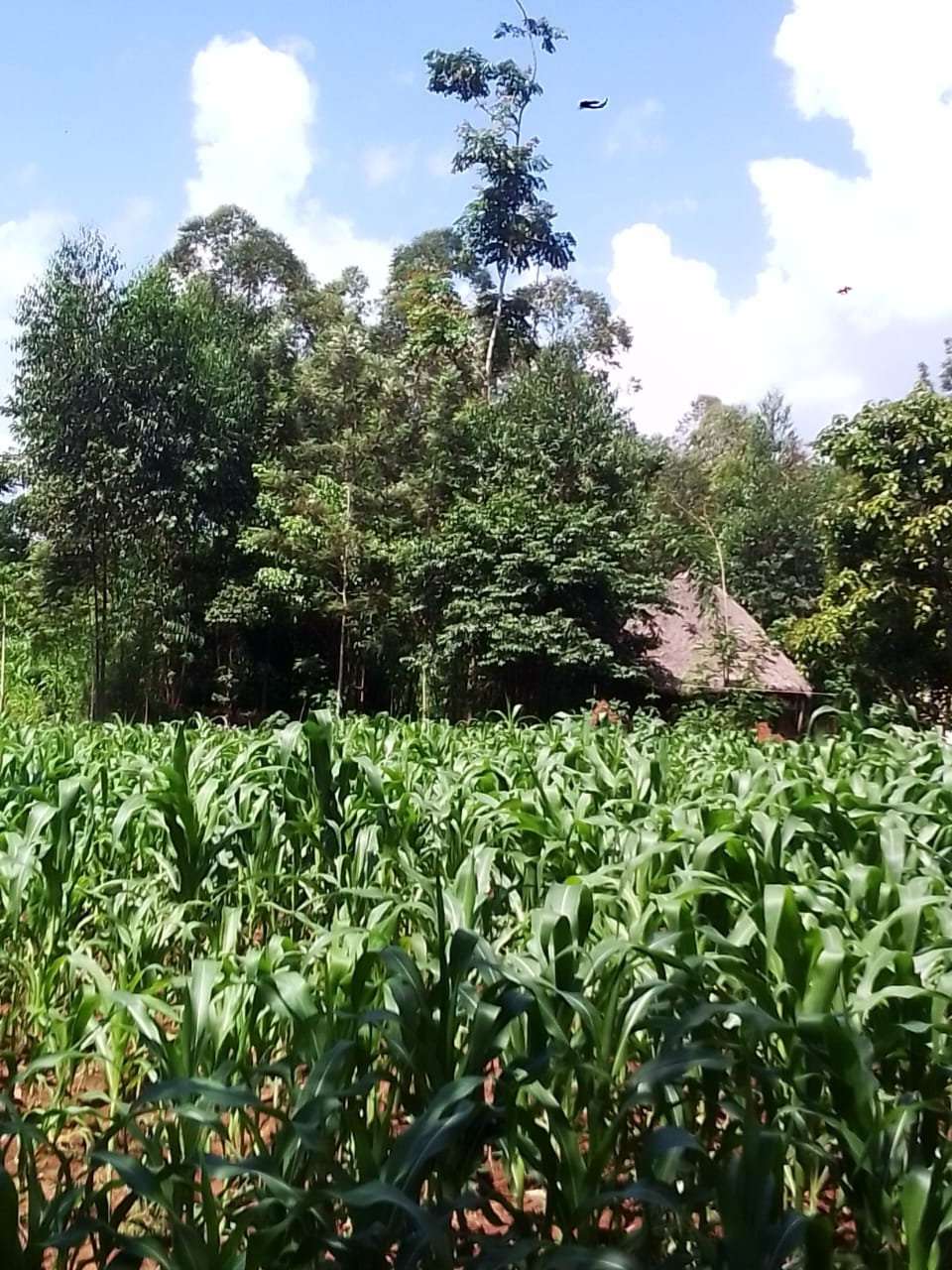 A view of my farmhouse from a distance. I took the photo during lunchbreak as I was taking a stroll in my maize farm