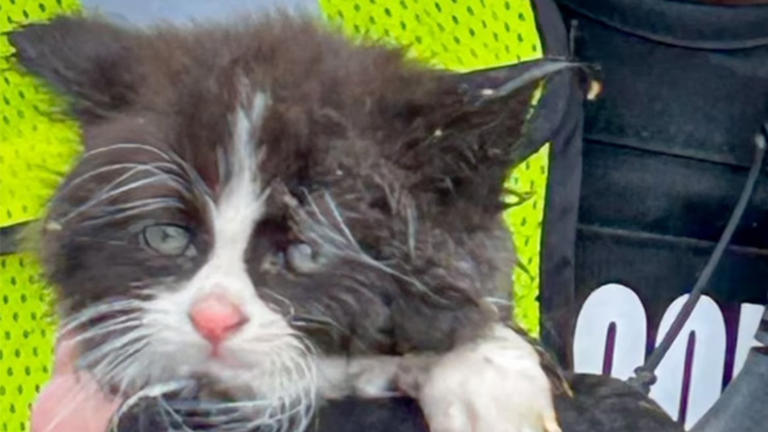 Kitten who was inside of a storm drain in Colorado rescued by firefighters.