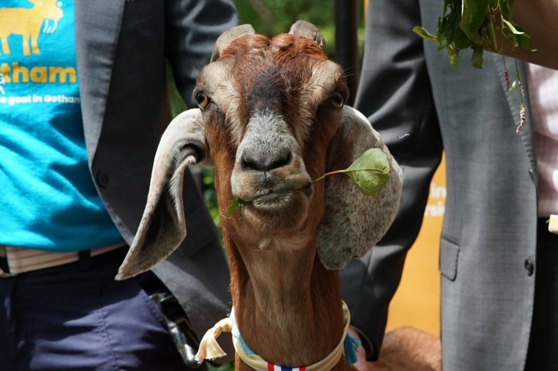 Loose goat/sheep on the run in Georgia.