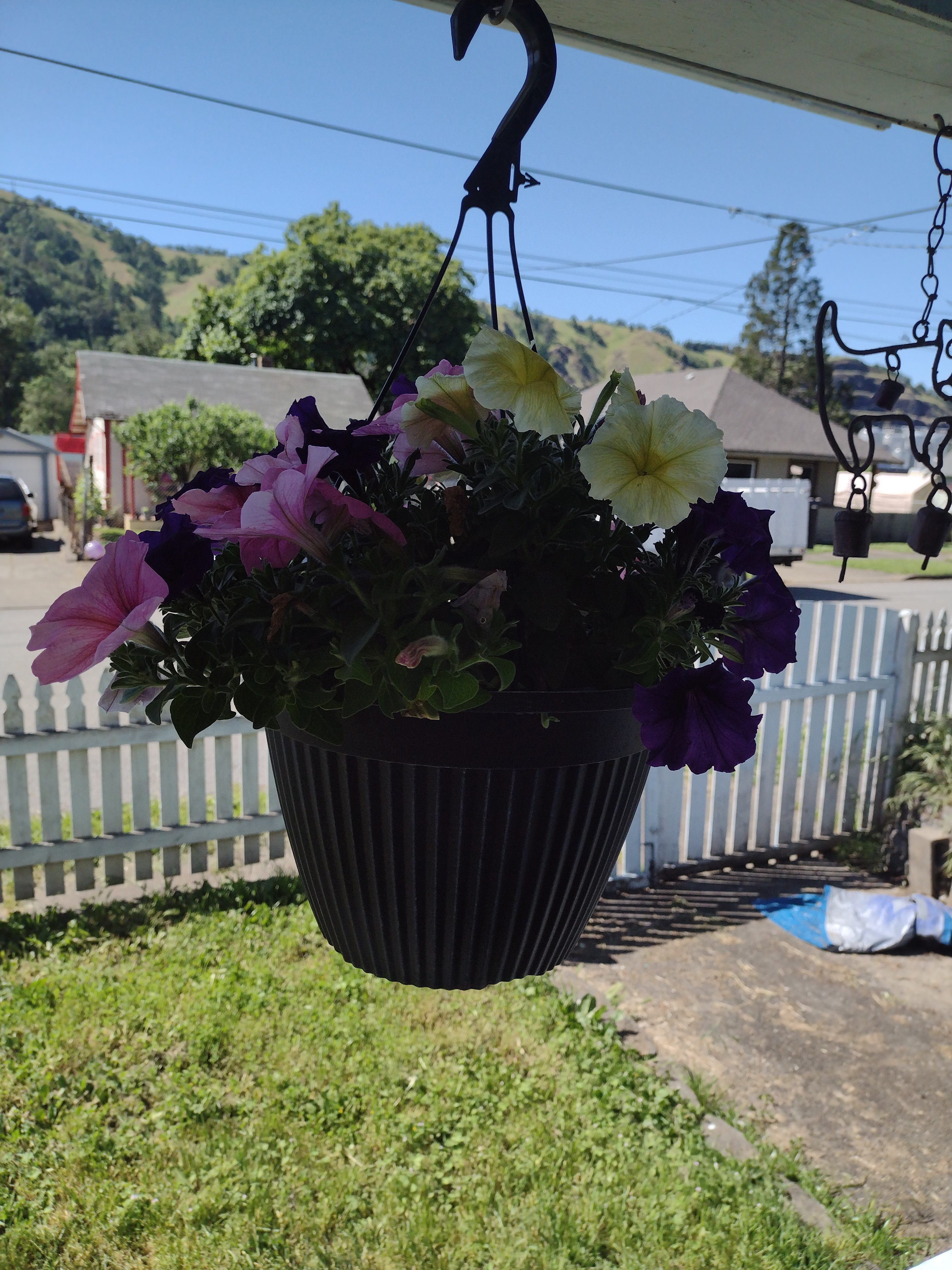 flowers