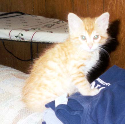 Baby Sherbie - Little baby Sherbie.  Awwwww!