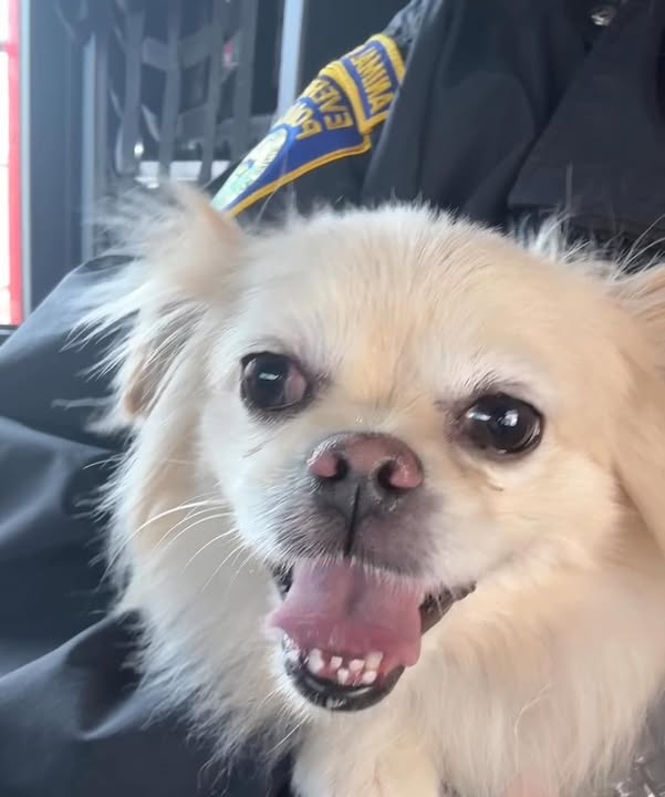 A small dog that was seen on a railroad track in Everett Massachusetts
