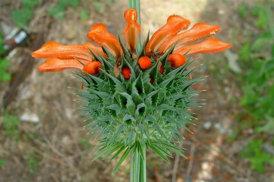 A photo of Lion's ear weed. Source: Lucidcentral.com website A photo of Lion's ear weed. Source: Lucidcentral.com website