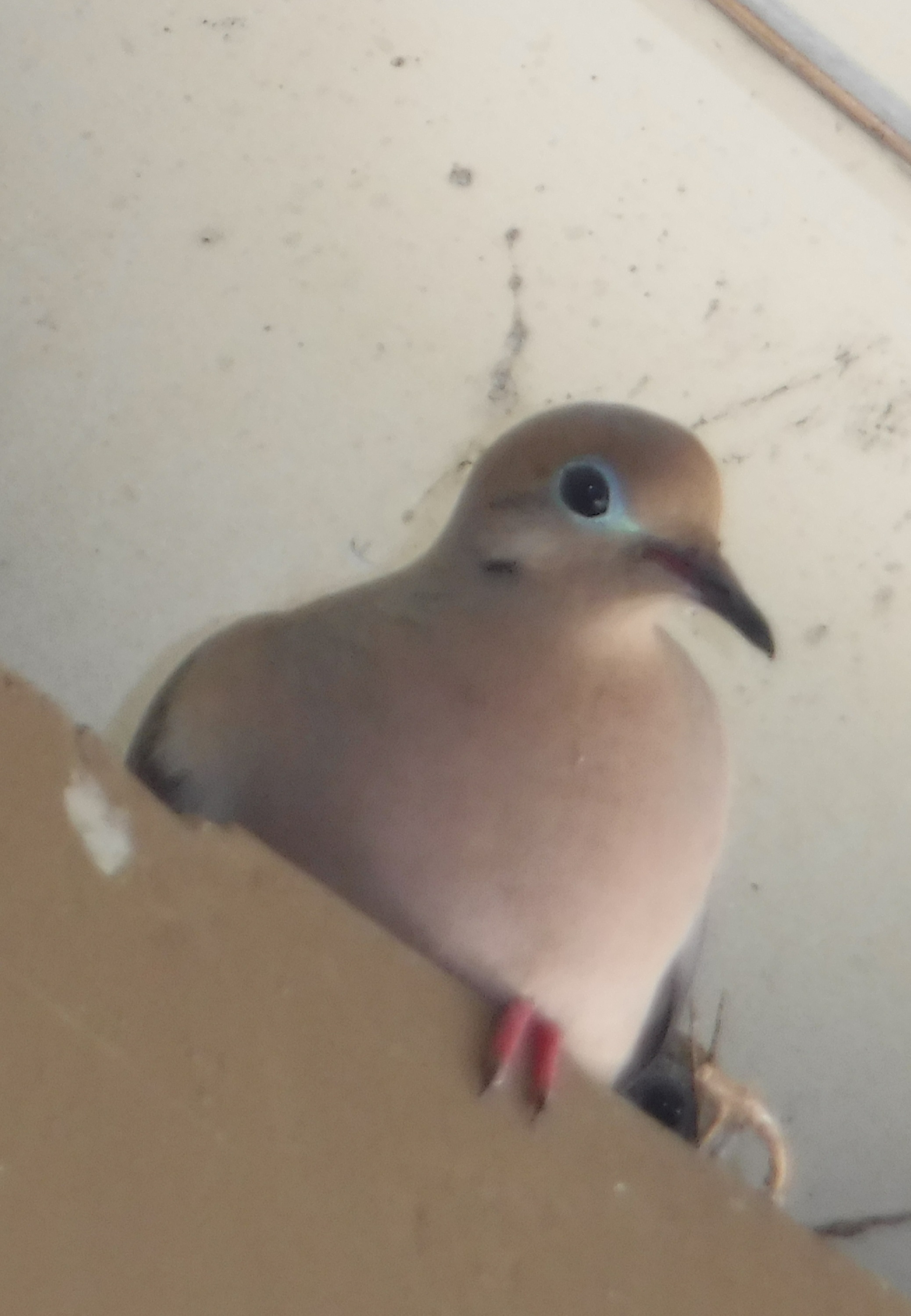 Dove nesting at my old house.