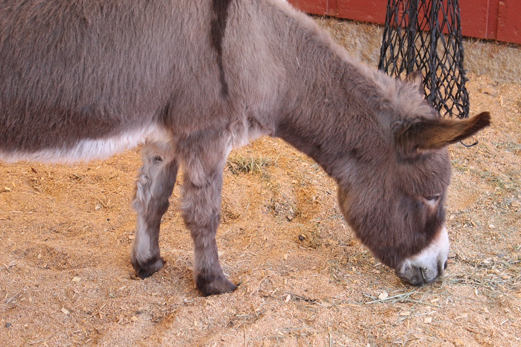 Donkey