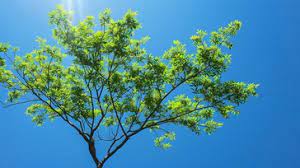 Photo of a clear blue - sunny sky. Source: StockCake Photo of a clear blue - sunny sky. Source: StockCake
