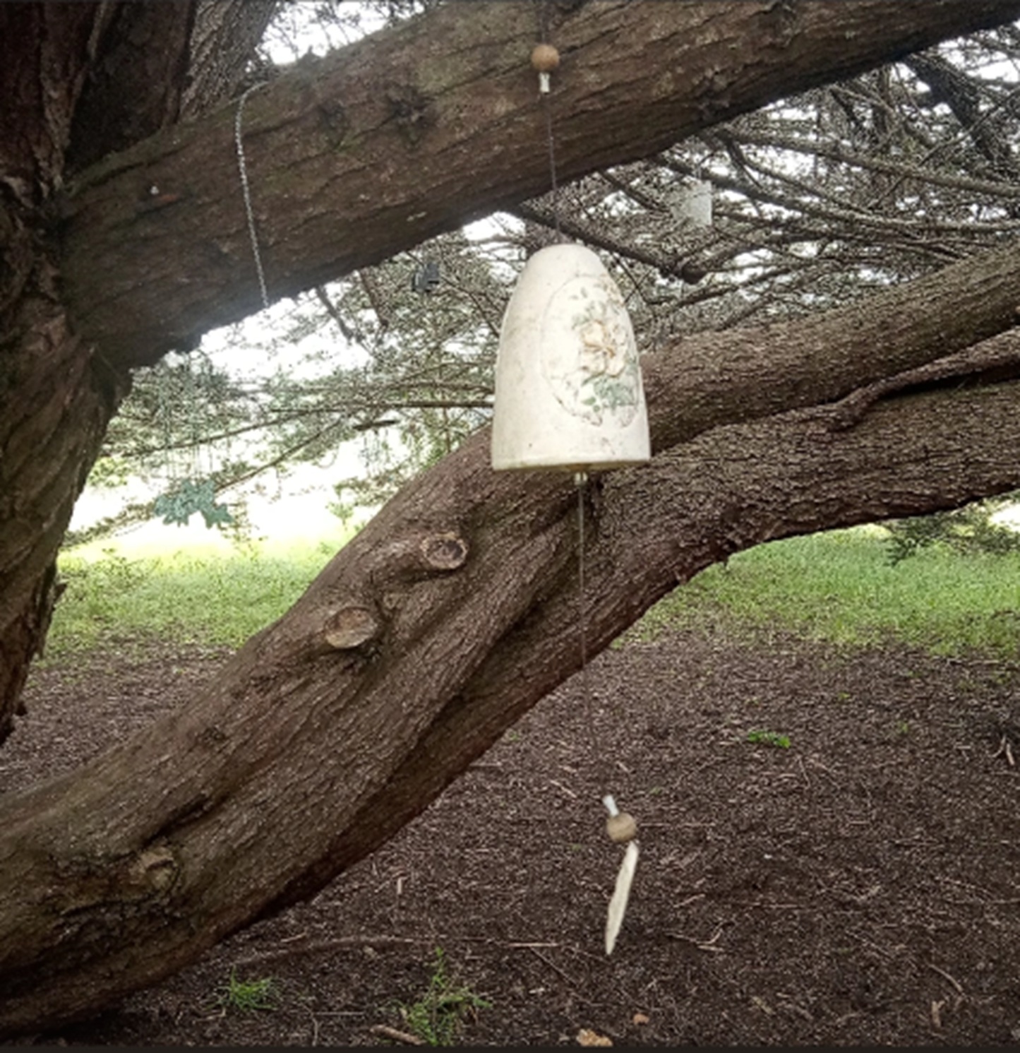 Photo from Nicholas Green Memorial Tree