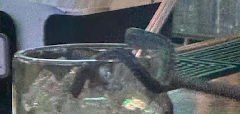 Baby snake falls from a ceiling into a Margarita drink