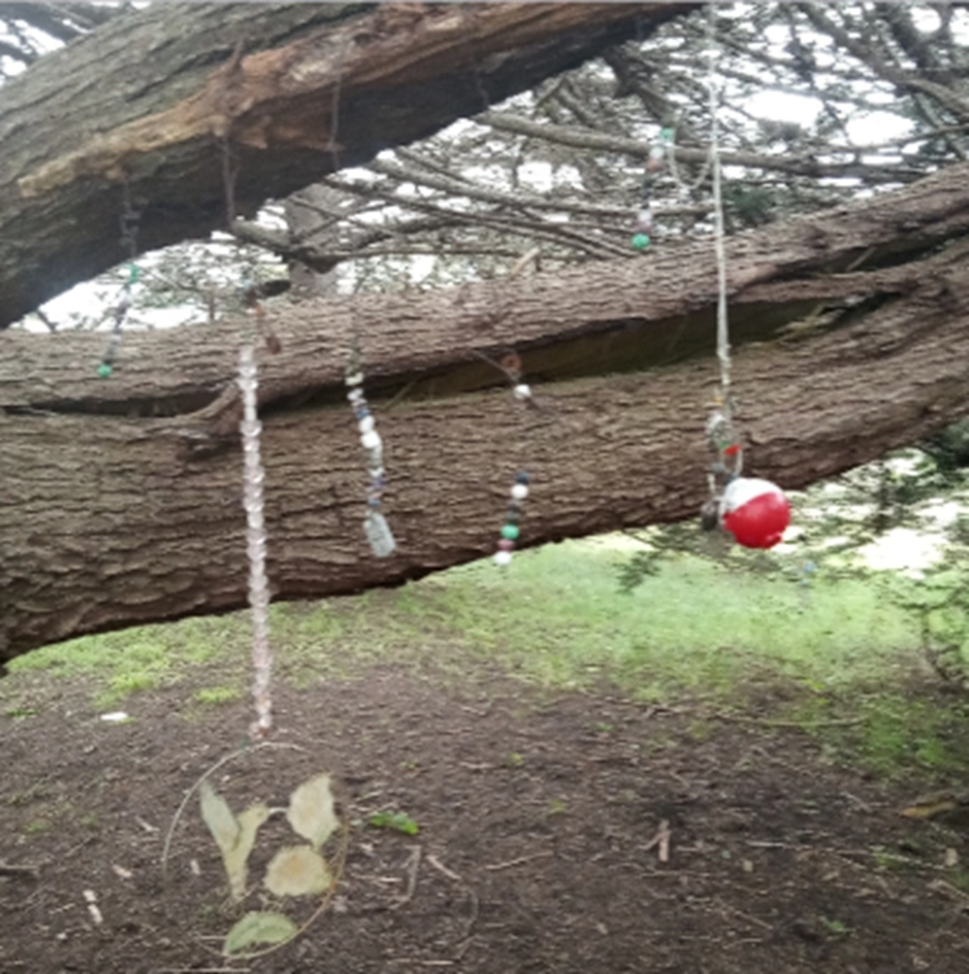 Photo #46 from Nicholas Green Memorial Tree