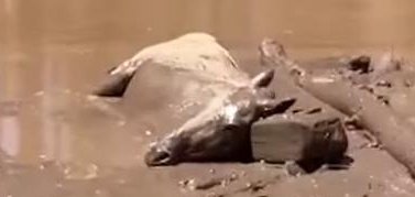 A mare and foal rescued by animal lovers in Arizona 