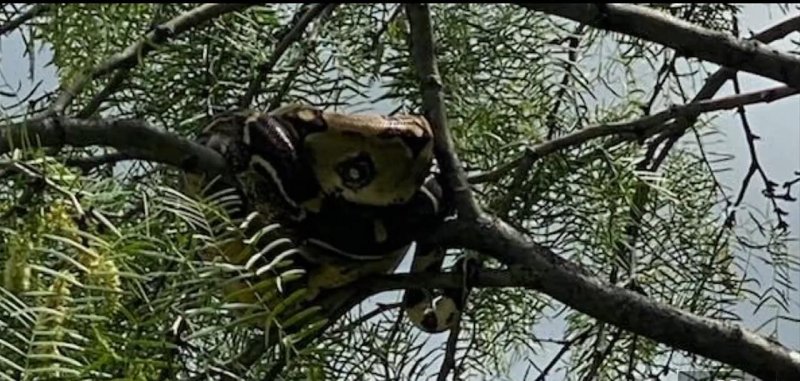 A boa constrictor rescued by an animal control officer in Texas