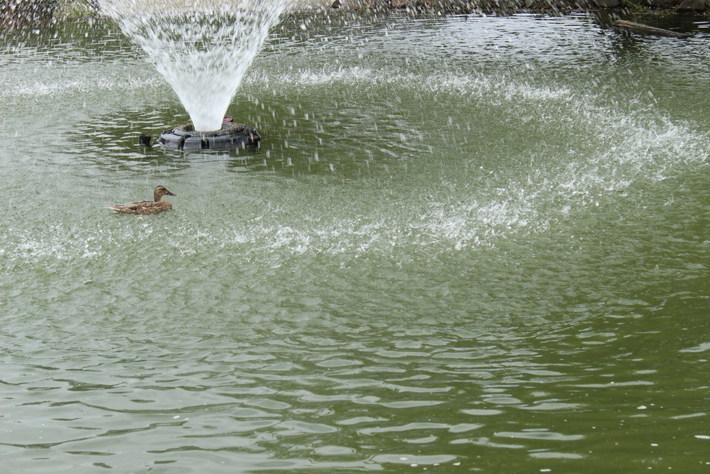 Duck