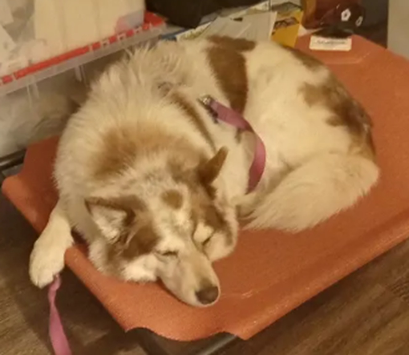 Photo I took of Ariel sleeping
