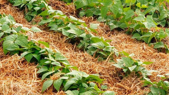 A mulched beans farm. Source: Internet