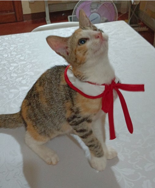 Chloe after trying on her new collar