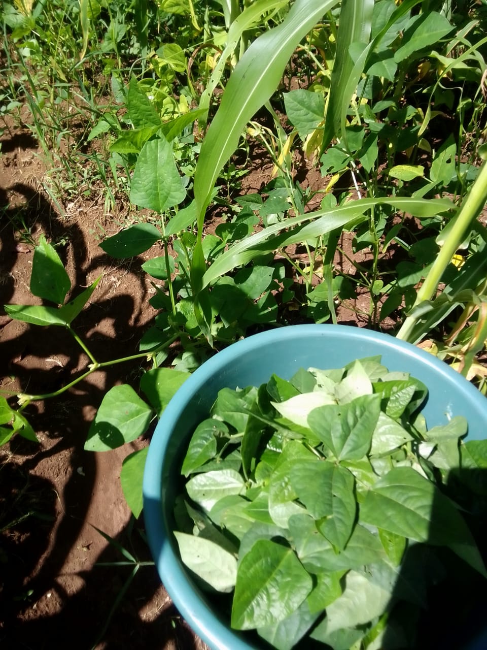 The cowpeas I collected from my farm and prepared for breakfst