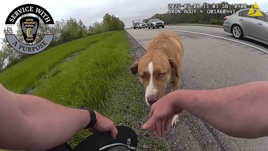 An Ohio State Police Officer rescue a stray dog in Akron Ohio