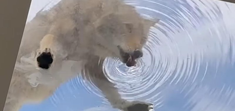 Coyote drinking water from the glass roof in Los Angeles.