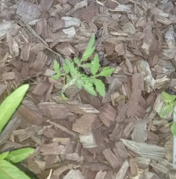 Photo I took of the tomato plant poking out of the ground