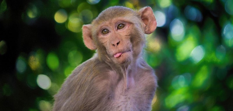 A monkey in Mount Dora on the loose. 