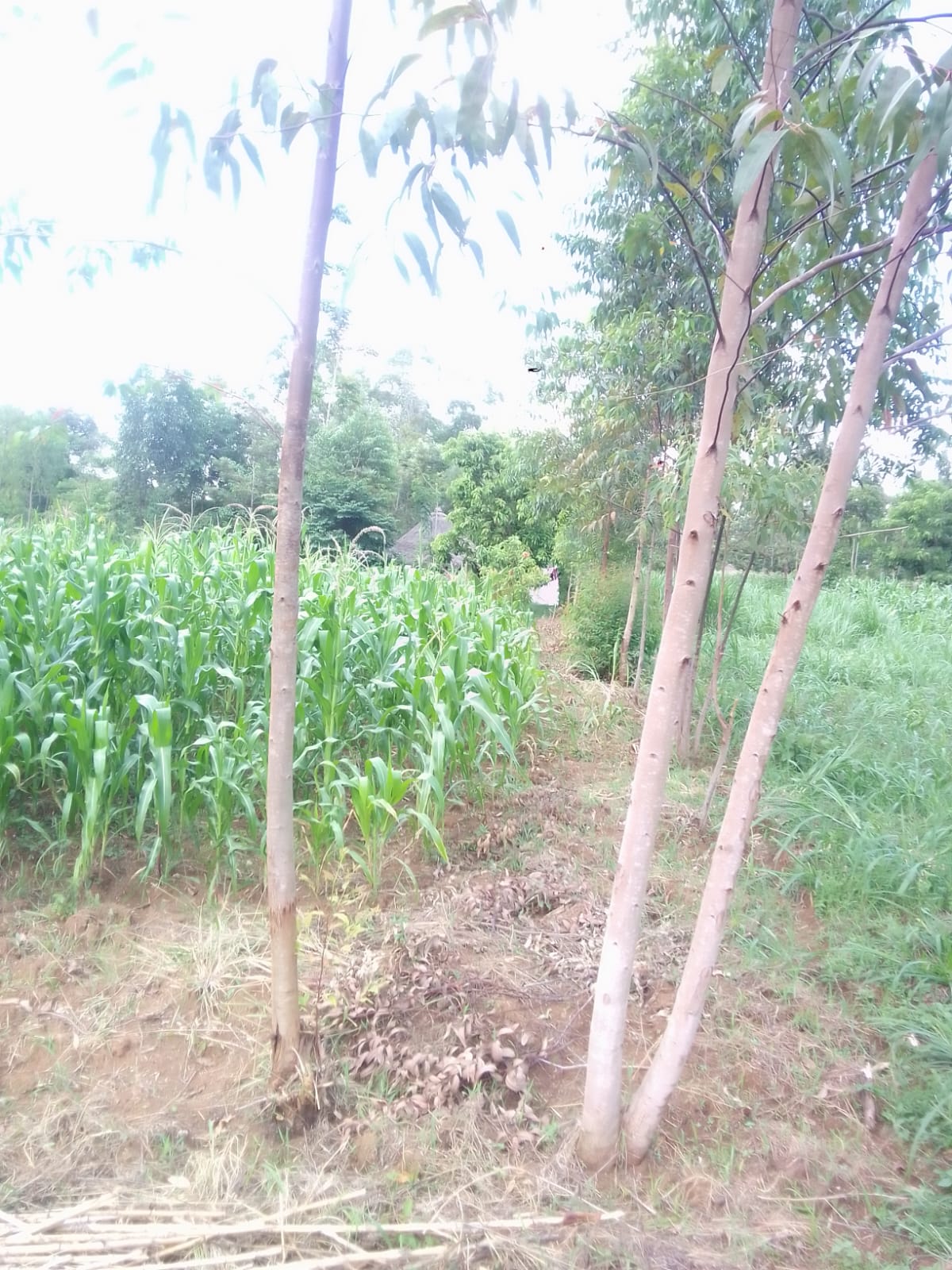 A photo mf progress on my maize farm. My hut can be seen beyond the farm
