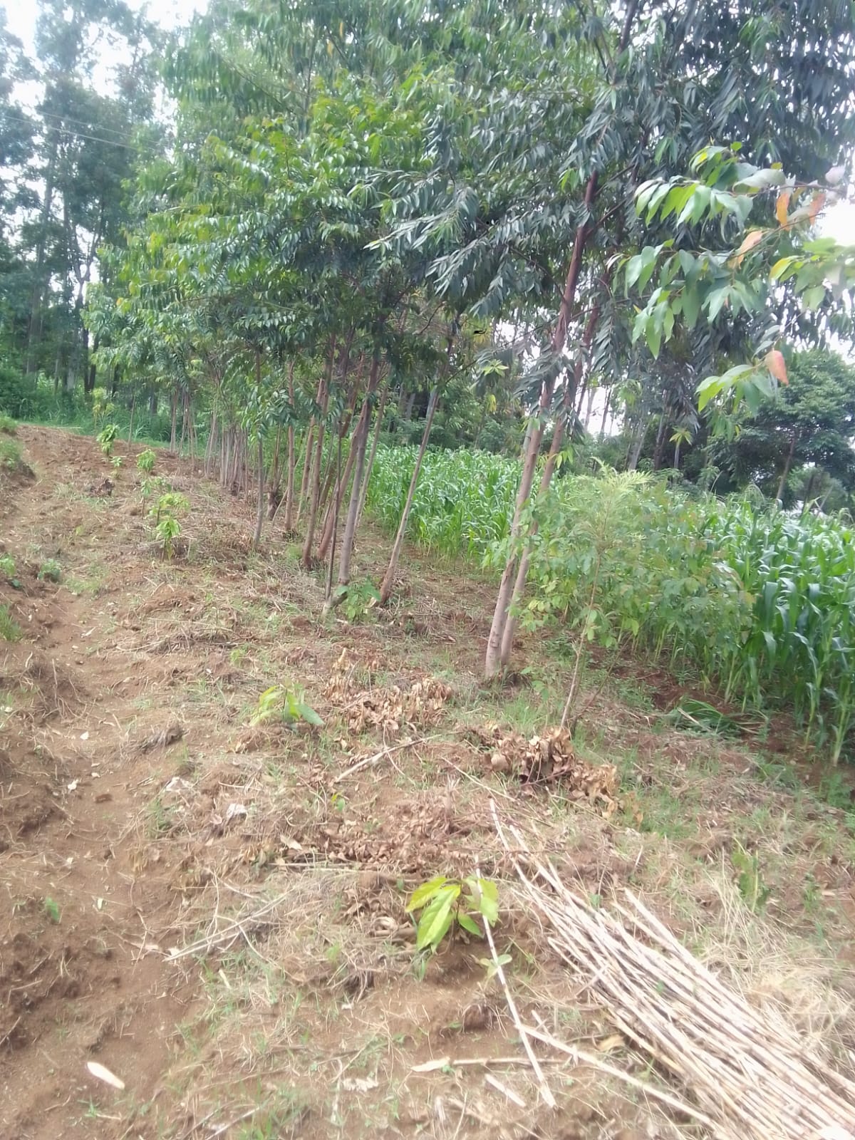 Photo of the progress of avocado to be used as goat feed in a few years