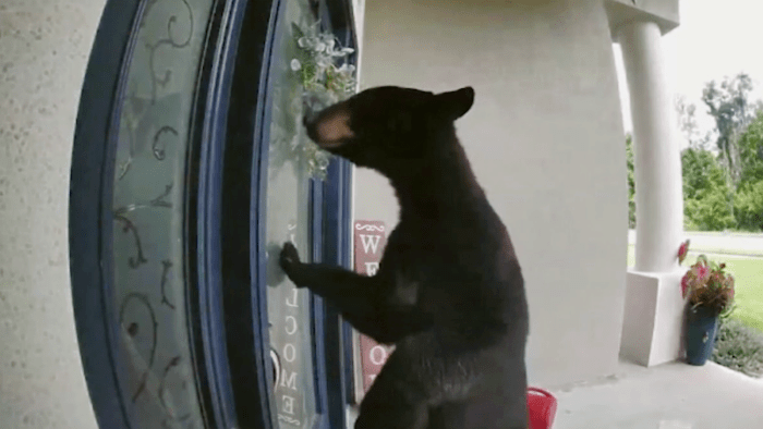 Bear outside of a home in Longwood Florida