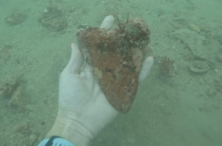 A tooth of an extinct animal found by a scuba diver in Venice Florida.  