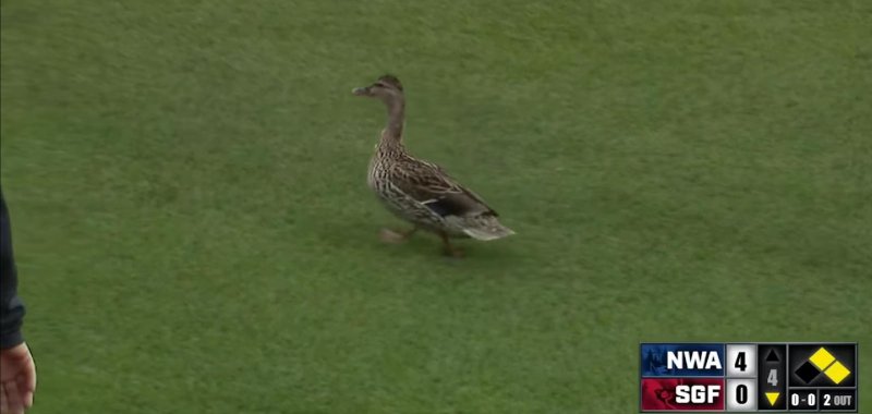 Ducks cause a delay during a minor league baseball game in Missouri. 