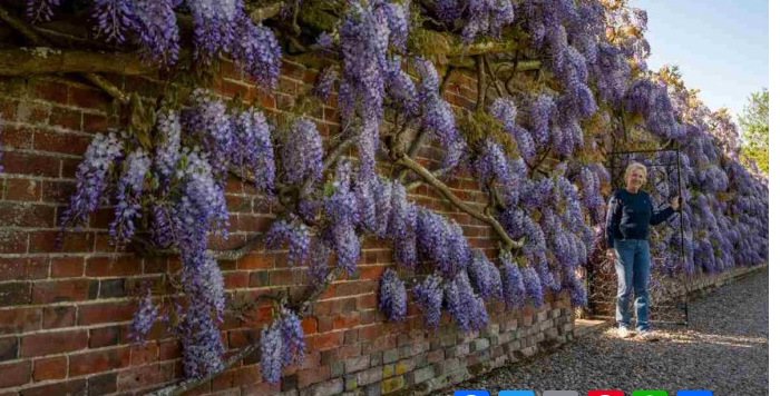 Judy with her wisteria..good news network