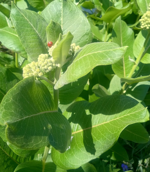 lady bug on wild milkweed
