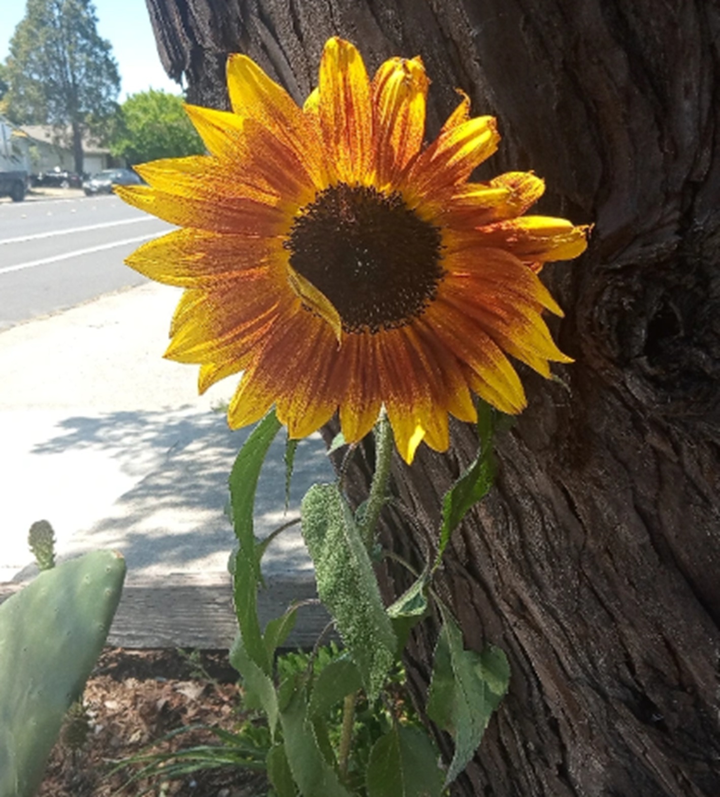 Photo taken by me 5-21-25