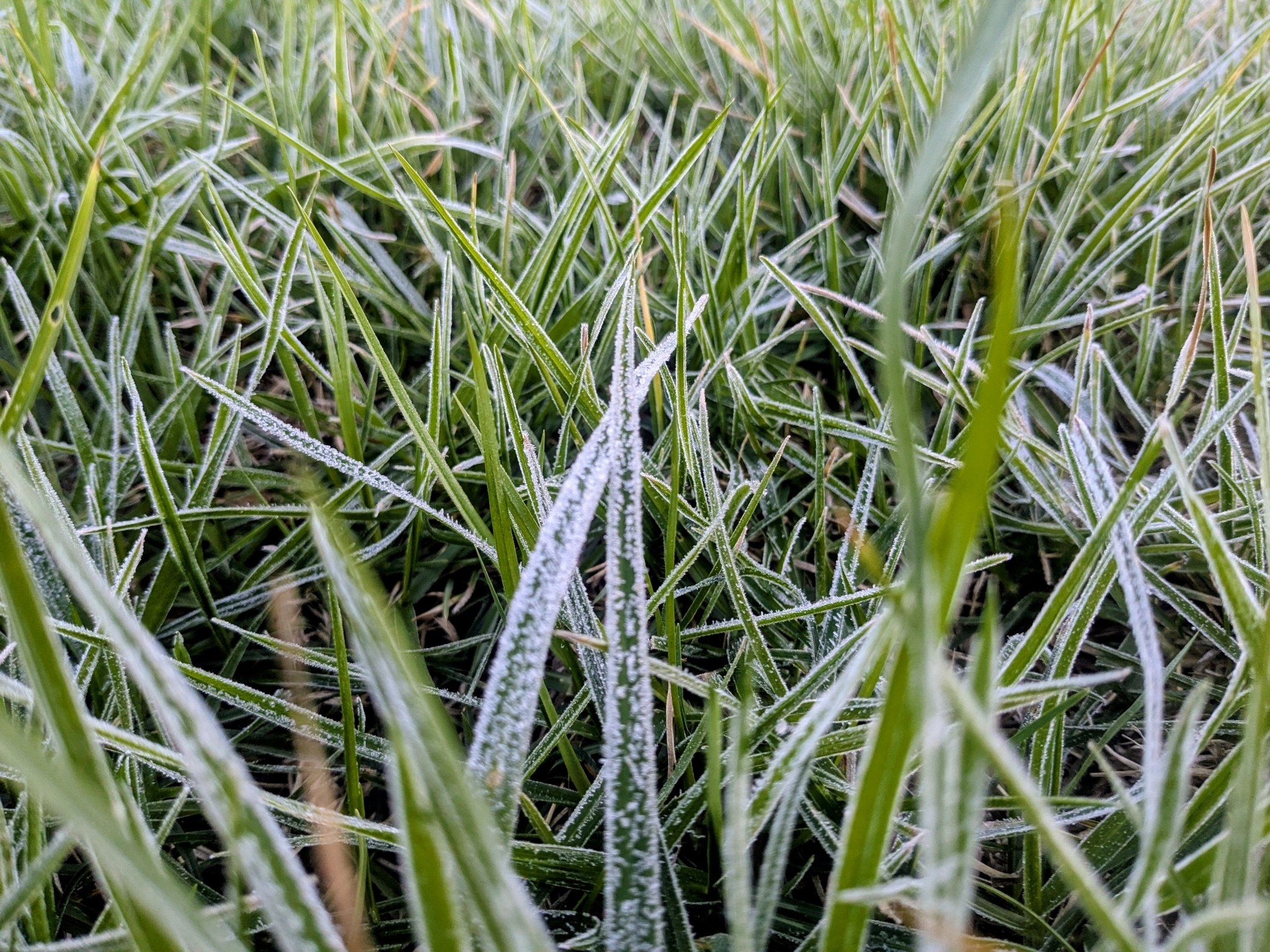 Frosty morning. 
