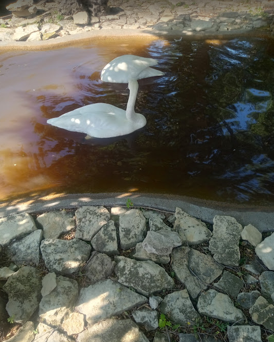 We were greeted by this pair of swans before we went in the gate.