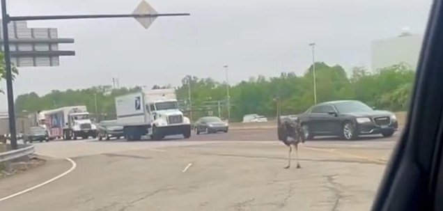 Emu on the loose on an interstate in Pennsylvania caught by state troopers. 