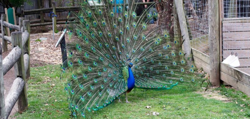 Peacock in the backyard of a Chattanooga resident