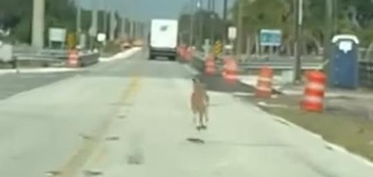 Kangaroo on the loose in Florida.