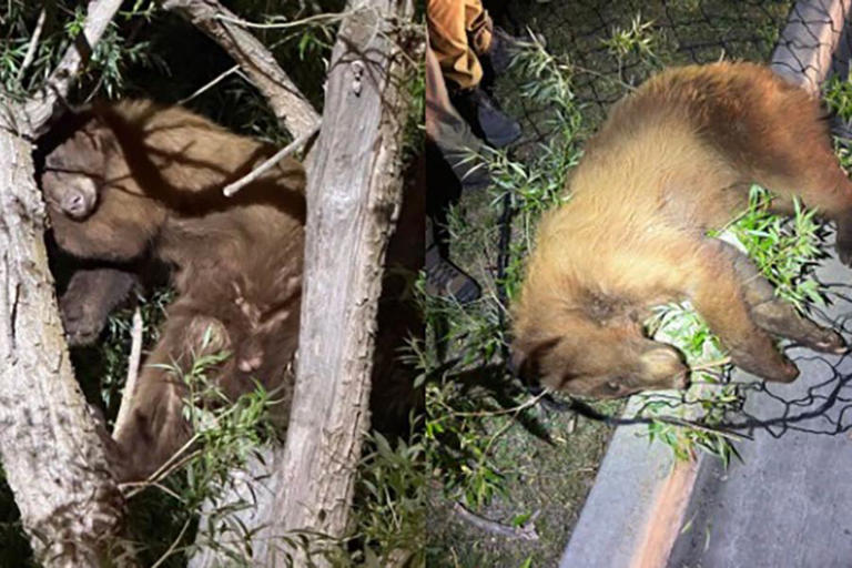Bear captured by DNR officials in Heber City Utah 